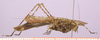 CollectionObject 1565818; 61f4887f-2a36-4324-973e-576d1076fbe6, cbt065s01: male, lateral view. (CollectionObject).