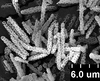 Brochosomes: !! display not done !! on Oncometopia (Oncometopia) orbona (Fabricius, 1798): OM195 | U.S.A., Missouri, Natchez | 6/21/1904 | USNM. (Observation).