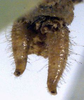 CollectionObject 1576499; NMW 5620, 825738e1-4dcc-45d6-ac1e-f10dec860c60: male cerci (paralectotype). (CollectionObject).