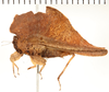 CollectionObject 1574109; NHRS 12924, 15de692f-9297-4e38-b69a-37aa0fb0e774: female, lateral view. (CollectionObject).