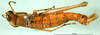 CollectionObject 1500939; 93cfcbae-f634-4471-9049-4fb18b65ca0e: female, dorsal view (holotype). (CollectionObject).