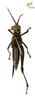 CollectionObject 1848873; Unioeste Cascavel K-0566, bc69bc91-c8ee-473c-9f10-0bd742983b71: Female. Ventral view. (CollectionObject).