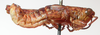 CollectionObject 1543664; 3275b753-10a0-4e4b-a355-88ae20439971: male, lateral view (lectoallotype). (CollectionObject).