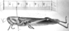 CollectionObject 1525071; f02227b3-c6de-4b08-a886-d0cdee859c68: male, lateral view (lectotype of Schistocerca formosa). (CollectionObject).