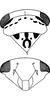 Head: !! display not done !! on Idiocerus (Idiocerus) stigmaticalis Lewis, 1834: Head, pro-, and mesothorax. (Observation).