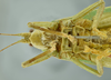 male head and thorax, ventral view (holotype). Depicts CollectionObject 1516274; 001c3e40-3e11-469b-aea2-84ebfb1c68a3, a CollectionObject.