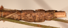CollectionObject 1560287; 39f9c2f8-46d5-47f7-a05c-5db2c414b514: copyright OUMNH. male: end of abdomen, lateral view (syntype). (CollectionObject).
