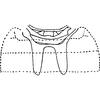 Abdomen, sternal apodemes, ventral view on Daluana ramlyi (Dworakowska, 1984): Abdomen, sternal apodemes, ventral view. (Observation).