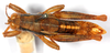 CollectionObject 1499439; a5cb64df-e690-4292-948a-d5374cda205d: male, dorsal view (holotype). (CollectionObject).