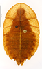 CollectionObject 1587310; MNHN(SF IMPORT DUPLICATE) MNHN-EP-EP1296, 9aa5defc-5235-4468-82c3-eb1de455c314: CC BY-NC-ND 4.0/MNHN - Depraetere Marion - 2014. Paratype, female, of akinetum Grandcolas, 1991. Specimen number: MNHN-EP-EP1296. http://coldb.mnhn.fr/catalognumber/mnhn/ep/ep1296. (CollectionObject).