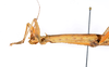 CollectionObject 1591896; acb19454-91fe-4db1-8508-ffc928ca2afd: copyright USNM, Washington. female head & thorax, lateral view (paratype). (CollectionObject).;CollectionObject 1591897; d1971875-9839-4678-8b9d-2ea18fbdd7eb: copyright USNM, Washington. female head & thorax, lateral view (paratype). (CollectionObject).