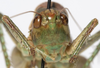 CollectionObject 1527096; f9b6850b-f393-4da0-b498-14d2b1f424fe: male, frontal view (neotype). (CollectionObject).