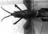 CollectionObject 1530130; e3e20456-ef84-4d6c-8113-15dd2fa075c7: Image Carbonell, C.S. female head and pronotum, dorsal view (holotype). (CollectionObject).
