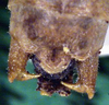 CollectionObject 1520772; f6b5f91a-3076-44ba-8720-2afaedbb177a: male cerci (syntype). (CollectionObject).