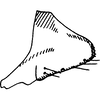 Pygofer, lateral view on Farynala starica Dworakowska, 1977: Pygofer, lateral view. (Observation).