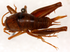 CollectionObject 1499655; e33f6f3f-9f82-4997-b62f-9d3b83bfa842: female, dorsal view (allotype). (CollectionObject).