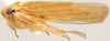 Habitus, lateral view: !! display not done !! on Bambusana Anufriev, 1969: Bambusana bambusae, laterally (BMNH). (Observation).