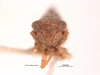 Head on Deltocephalus contrerasi Van Duzee, 1923: (Observation).