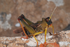 Dericorys lobata lobata (Brullé, 1840): (Canary Islands). (Otu).