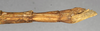 CollectionObject 1562115; fdda5288-fc13-4d19-b6d9-0ce6f54dc7e9: copyright NMW, Vienna. female: end of abdomen, lateral view (syntype). (CollectionObject).;CollectionObject 1562116; 60ab4a1f-8fd5-4510-b1a8-175709ecbabe: copyright NMW, Vienna. female: end of abdomen, lateral view (syntype). (CollectionObject).