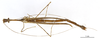 CollectionObject 1560596; f576ce52-eff4-4469-92a9-c5650757d39c: copyright MNHN, Paris. male of synonym Ocellata festinabunda (holotype). (CollectionObject).