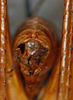 CollectionObject 1532955; edde4113-bad5-47b9-a074-ba435ccd2946: male, terminalia. (CollectionObject).