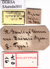 CollectionObject 1530666; 9ef08a05-00d4-48a4-a04f-2fce021b2114: labels (holotype or syntype). (CollectionObject).