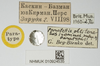 CollectionObject 1575979; 747109f9-f59d-4e94-99a5-5e6b746ef02c, NHMUK010924535: labels (paratype). (CollectionObject).
