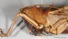 CollectionObject 1586781; 7f96ef9e-5ae2-426f-a0b7-8226d26996ea: male, head and pronotum, lateral view, scale bar = 10 mm. (CollectionObject).