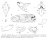 Other on Aselgeoides aurora Fennah, 1969: (Observation).