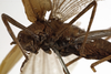 CollectionObject 1529742; a22641c3-3f9a-42f4-a003-9a1002a6bccd: female, lateral view (syntype). (CollectionObject).