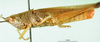 CollectionObject 1501385; 9772a2fd-9def-44a3-acd8-1c0cd6303d75: male, lateral view (holotype). (CollectionObject).