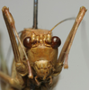 CollectionObject 1535156; 1f263a18-2ff4-49c8-bc9a-648efa7cbb01: male, frontal view (lectotype). (CollectionObject).