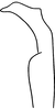 Stylus: Stylus (paratype of E. sethi Hepner). (Observation).