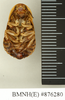 CollectionObject 1572941; 4c6ee8ec-4a42-47f6-aaba-54c83b93667e: Copyright Natural History Museum, London. Non-type (female nymph) in BM(NH). Ventral view. (CollectionObject).