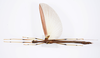 CollectionObject 1590106; be58cf26-d909-414b-87ae-70962e65b819: copyright Oskar Conle. male, dorsal view (paratype). (CollectionObject).;CollectionObject 1590107; f4a8f720-5892-4ac5-af73-0928f7a08f83: copyright Oskar Conle. male, dorsal view (paratype). (CollectionObject).