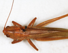CollectionObject 1531675; 9d636657-5828-493e-b259-57ecdbea2988: female, dorsal view (lectotype of Conocephalus laticeps). (CollectionObject).