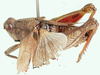 Phymeurus chianga Mason, 1966: dorso-lateral view. (Otu).