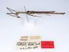 CollectionObject 1562118; e63fd785-ce1d-4a1c-a223-a7075ab3c1e4: copyright ZMUH, Hamburg. male, lateral view (syntype). (CollectionObject).