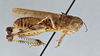 CollectionObject 2800440; CNCI 983531, 2befedc4-8ac4-458d-94c4-5f7713309686: Aulocara elliotti. Lateral view. (CollectionObject).