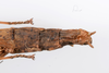 CollectionObject 1590113; 12f0d1aa-e2fd-4f0c-aace-b417936a0556: copyright ZSMC, Munich. female: end of abdomen, ventral view (holotype). (CollectionObject).