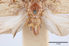 Terminalia, in situ on Cyarda difformis Walker, 1858: (Observation).