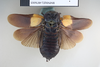CollectionObject 1552817; NHMUK(SF IMPORT DUPLICATE) BMNH(E) 876005, a82d0883-b8ef-4e5e-8c8c-82b4ea3c65ef: Copyright NHM, London. Lectotype male of Panesthia regalis, dorsal view. (CollectionObject).