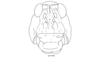 Pappacris patagonus (Saussure, 1884): Fig. 69. hemale head, frontal view. (Otu).