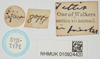 CollectionObject 1476887; 62ccc855-c9b7-4abf-aa70-8c5cf321cf8b, NHMUK10924420: female, labels (syntype). (CollectionObject).