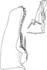 Subgenital plate, ventral view on Eterna typica Dworakowska, 2011: Subgenital plate. (Observation).