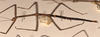 CollectionObject 1557310; 84b19771-6e85-4bab-b541-79e30db92b37: copyright OUMNH. female, lateral view (holotype). (CollectionObject).