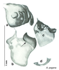 CollectionObject 1569227; 5870e9a2-5df8-41ce-aa59-78d71435ebe3: Original drawing by Heidi Hopkins © Heidi Hopkins. Holotype, adult male, genitalia, ventral view. (CollectionObject).