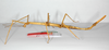 CollectionObject 1559023; 70cfb94d-2bfb-4aa6-9ff5-9a2dfb0e9d0e: copyright ZMB, Berlin. female, lateral view of synonym Bacteria (Bacunculus) spatulata (paralectotype). (CollectionObject).
