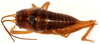 CollectionObject 1499644; a076796a-b694-406e-a7db-b60cd463b277: female, dorsal view (allotype). (CollectionObject).